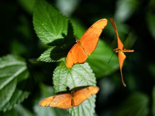 Verliezen de vlinders het van de boeren?