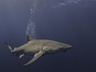 Waar komt de slechte reputatie van haaien vandaan? 'Koeien zijn gevaarlijker'