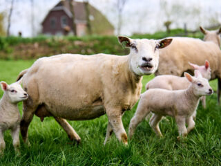 Herders lopen naar Brussel om aandacht te vragen voor hun moeilijke positie: 'We staan in een overlevingsstand'