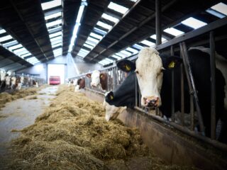 Uitstel van stikstofdoelen stuit op brede kritiek: 'Den Haag maakt er een zooitje van'