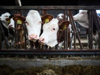 Bieden technische innovaties hoop voor de stikstofcrisis?