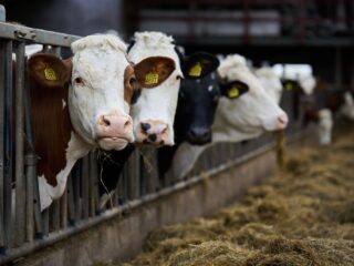 'Noem het transitiefonds voor stikstof een uitkoopfonds, plunderfonds of D66-fonds'