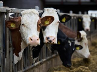 Stand.nl: 'Boeren moeten nu accepteren dat minder vee onvermijdelijk is'