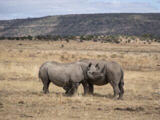Patenten kunnen trends in illegale wildhandel voorspellen