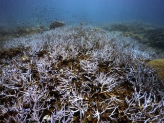 Zijn er nog vragen over het verdwijnen van koraalriffen?