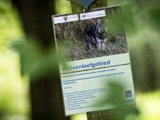 Moeten kinderen bang zijn voor wolven op de Utrechtse Heuvelrug?