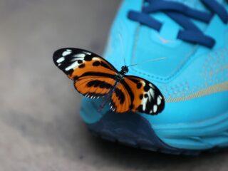 De kunst van het kiezen: hoe maken we gewassen aantrekkelijker voor bijen, vliegen en vlinders?