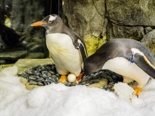 Rouwende dieren: welke doodsrituelen kent het dierenrijk?
