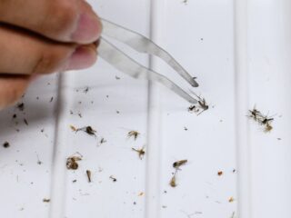 Malaria verslagen in Suriname - wereldwijd nog verre van onder controle