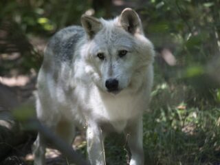 Maakt de wolf de jager overbodig?