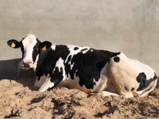 Waarom zijn dieren verboden in het circus, maar niet in het theater? 'Er zijn richtlijnen nodig'