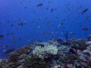 Koraalriffen sterven massaal af: is er hoop voor de toekomst?