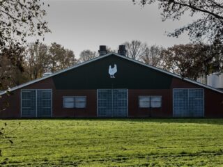 Stand.nl: 'Het is goed dat er nu kippen gevaccineerd worden tegen de vogelgriep'
