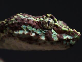 Waarom worden er zoveel nieuwe dier- en plantensoorten ontdekt in Zuid-Oost Azië?