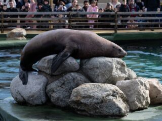Zeeleeuw Alex verovert TikTok met dansmoves: hoe dieren uitgroeien tot social media-sterren