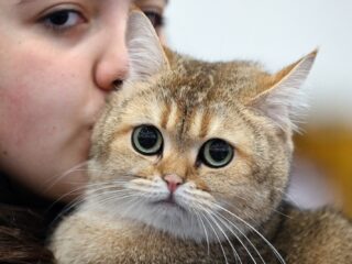 Vlaamse schrijfster Ann de Craemer: 'Onze taal is als een kat', maar waarom?