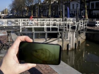 Waarom is de visdeurbel zo populair? 'Iets positiefs ten opzichte van veel negativiteit'