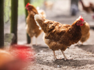 Waarom worden vrouwen chicks genoemd?