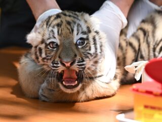 Harde keuzes: hoe gaan onze dierentuinen om met een overschot aan dieren?