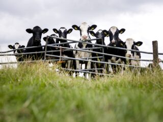 Ons stikstofbeleid is te streng: 'Nederland heeft dit zichzelf aangedaan'