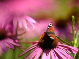 Onderzoek moet invloed van pesticiden op insectenaantallen in kaart brengen