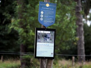 Wolf doodgeschoten bij Utrechtse Heuvelrug, maar stoppen de problemen nu?