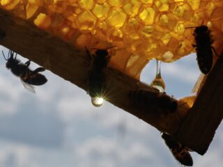 De zwarte honingbij sterft uit: 'Het zijn mijn vakgenoten die dit hebben gedaan'