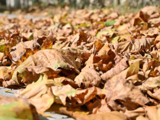 Stand.nl: 'Het is treurig dat de bladeren nu al van de bomen vallen'
