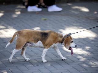 Stand.nl: 'Iedereen die een hond wil kopen moet eerst op cursus'