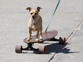 Hebben honden, zoals mensen links- en rechtshandig zijn, ook een pootvoorkeur?