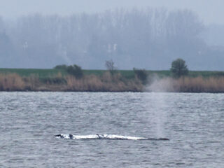 Moet gestrande bultrug Timmy met rust gelaten worden? 'Kans op overleving vrijwel nul'