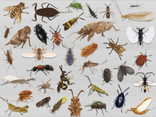 Insect van het jaar 2025 van start: op naar de stembus!