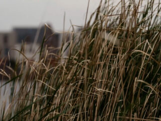 Coöperatie Laatste Wil noemt Middel X niet langer ‘humaan’