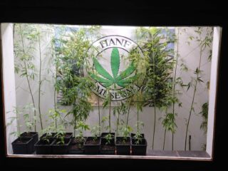 Er heerst hennepfobie in Duitsland, ondanks aanstaande legalisering