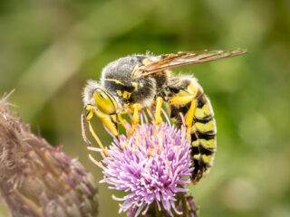 De harkwesp is insect van het jaar 2025