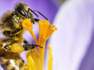 Opnieuw hoge bijensterfte: 'In februari is het spannend, leven ze nog of niet?'