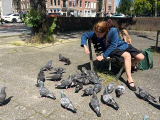 Duifvriendelijke steden: zo pakken we het samenleven met de 'vliegende rat' aan