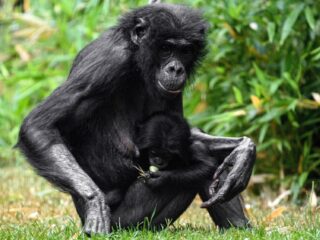 Waarom bij bonobo's de vrouwtjes de baas zijn