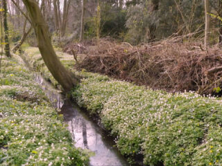Het eerste beschermde bos van Nederland bestaat 450 jaar