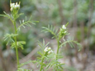 Nieuwe plant voor Nederland ontdekt op het internet
