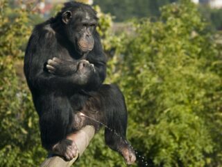 Chimpansees zijn hygiënischer dan gedacht: bladeren als wc-papier en reinigen na seks