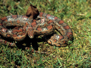 Opvang raakt vol door TikTok-reptielen: 'Ze denken dat een slang geen zorg nodig heeft'