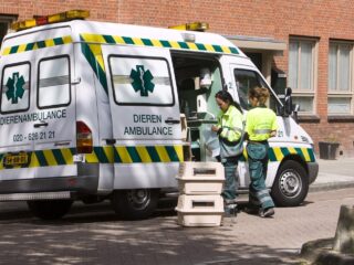 Slangenbeten, gedumpte fretjes en kat in De Kuip: bijzondere verhalen van dierenambulance