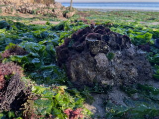 Natuurlijk 'Xiriton' als duurzaam alternatief voor beton
