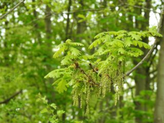 Vervelend voor de hooikoorts, mooi voor het plaatje - bomen in de bloei: 'Van deze soorten kun je nu genieten'