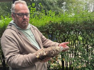 Meer roofvogels in de opvang, getroffen door westnijlvirus