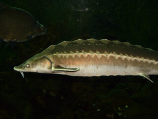 Steur is terug in de Biesbosch