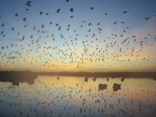 De Rondehoep: een bijzondere film over een bijzonder, Nederlands natuurgebied