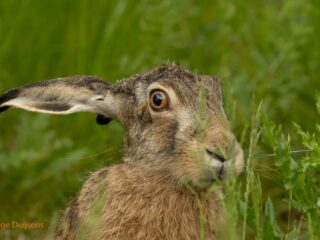 De eerste hazenverplaatsing met zenderonderzoek in Utrecht