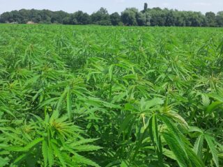 Huizen van hennep als bouwmateriaal? Dat is al geen toekomstmuziek meer